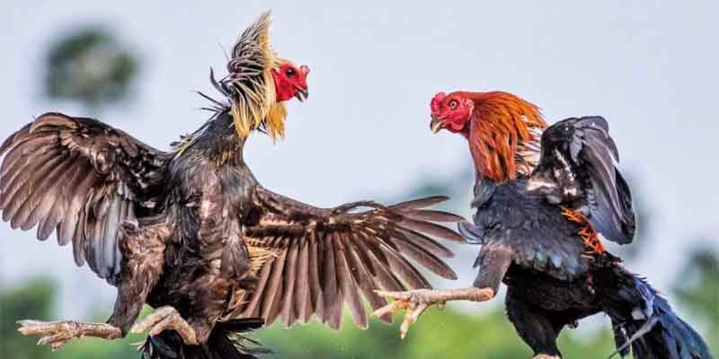 Giải trí và thư giản